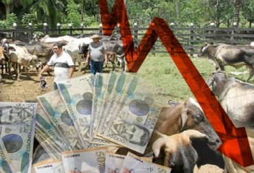 Otros de los factores que influyeron fueron la devaluación del peso, el clima y los precios de los alimentos. Foto: CONtexto ganadero. Créditos ganadería 2015 Finagro