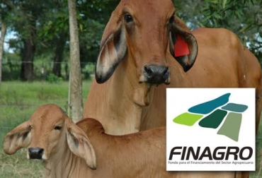 La entidad aseguró que ya está todo acordado para que la línea de crédito para retener vientres reinicie operaciones. Foto: CONtexto Ganadero. retención de vientres Finagro Colombia