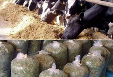 Por cuenta del verano, silos y henos se comercializan al doble del precio en todo el país. Foto: www.engormix.com. silos precios Colombia ganadería