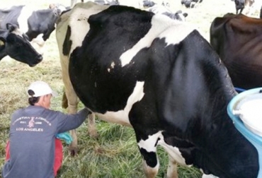 Productores lecheros solicitan un aumento en el pago de las bonificaciones, así como aumentan los costos de producción cada año. Foto: www.asoganorte.com.co Aumento bonificaciones pago leche Colombia, bonificaciones pago leche en Colombia, Estructura de costos en lechería, Lechería de trópico bajo, lechería de trópico alto, rentabilidad de las ganaderías de leche, ganadería de leche en Colombia, cómo mejorar rentabilidad en ganadería de leche, precio del litro de leche en colombia, CONtexto ganadero, ganaderos colombia