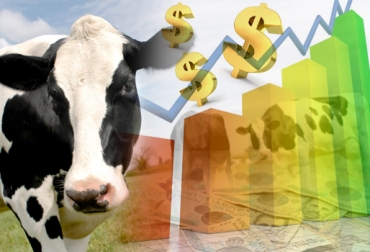 El ganadero debe tener en cuenta la amortización de las vacas a la hora de evaluar los costos de su finca. Foto: salesganasal.com - CONtexto ganadero Amortización vacas, vida útil hembra bovina, vida útil vacas, productividad vacas, intervalo partos bovinos en Colombia, Evaluación costos empresa ganadera, rentabilidad empresa ganadera, Costos Empresa Ganadera, empresa ganadera, Ganaderos del Magdalena Medio, ganaderos de Antioquia, mirar la finca como empresa ganadera, CONtexto ganadero, ganaderos colombia