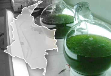 Medidas del MinMinas le están cavando la fosa a los biocombustibles. Foto: www.ecologiaverde.com. biocombustibles en Colombia, biocombustibles en Colombia colombia, biocombustibles en Colombia congelamiento precios, biocombustibles en Colombia cifras, contexto ganadero