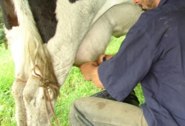 Cualquier tipo de argumento es válido para la industria a la hora de desconocer las bonificaciones. Foto: Fedegán. precio de la leche, precio de la leche en colombia, Lecheros de Colombia, Lechería en Colombia, incentivos a lecheros, incentivos volultarios a lecheros, bonificaciones de los lecheros, Ganadería, ganadería colombia, CONtexto ganadero
