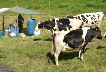 Las empresas acopiadoras del lácteo suben y bajan el precio a su antojo con las bonificaciones voluntarias. Foto: www.traslacoladelarata.com Pago leche Bonificaciones voluntarias, bonificaciones voluntarias antojo industria láctea, Baja precio leche Cundinamarca, baja precio leche Antioquia, Producción de leche en Colombia, precio del litro de la leche, importaciones de leche, Alpina, Alquería, Baja precio leche noticias noviembre 2016, baja precio leche Cundinamarca Antioquia noviembre 2016, CONtexto ganadero, ganaderos colombia