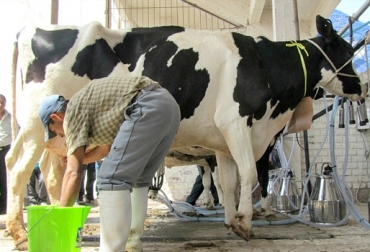 Según los productores lecheros, su rentabilidad cada vez más exigua. Foto: perulactea.com. Costo insumos Colombia, precios de insumos agropecuarios Colombia, alto costo insumos, escasez de materias primas, altos precios de derivados de petróleo, altos precios fertilizantes, altos precios concentrados, paro camionero Colombia 2016, ganaderos afectados por altos costos de insumos, Gobierno indiferente ante altos costos de insumos, Reforma tributaria, reforma tributaria colombia, ganadería reforma tributaria, CONtexto ganadero, ganaderos colombia