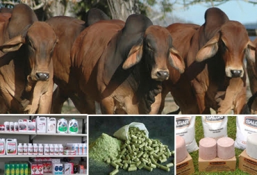 Los criadores de ganado de ceba dejaron ver su preocupación por los altos costos de insumos, medicina y concentrados. Foto: brahman.com.au / agropecuariaelcimarron.co / santafe-ar.all.biz / Agroads.com. cebadores, ganaderos de ceba, ganaderos dedicados a la ceba, precios de la ganadería de ceba, precio de los animales, ganadería de carne, cría de ganado de carne, reforma tributaria, efectos de la reforma tributaria, ganadería colombia, contexto ganadero