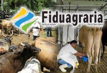 Ganaderos de Colombia se han mostrado inquietos al conocer el escándalo que involucra a Fiduagararia. Foto: www.fiduagraria.gov.co / www.vanguardia.com / www.eluniversal.com.co. fiduagraria fondo nacional del ganado, fiduagraria fondo nacional del ganado noticias, fiduagraria fondo nacional del ganado minagricultura, fiduagraria fondo nacional del ganado lafaurie, fiduagraria fondo nacional del ganado cifras, CONtexto ganadero