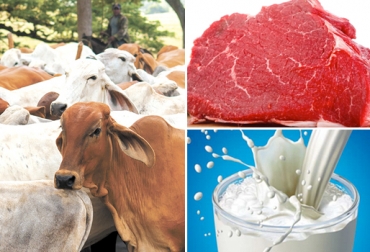 La ganadería es uno de los renglones productivos más importantes que tiene la economía nacional. Foto: www.taringa.net / www.tierrafertil.com / periodicoeloriente.com. carne y leche colombia
