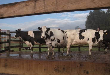 Precio competitivo: Darle competitividad de la industria en detrimento del ganadero colombiano. Foto: CONtexto ganadero. leche, lechería, precio de la leche, ministerio de agricultura, lechería colombia, contexto ganadero, ganadería colombia