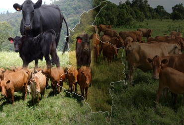 El hato ganadero de Colombia estaría avaluado en $23 billones. Foto: CONtexto ganadero Riqueza inventario bovino Colombia, exportación carne leche Colombia, inventario bovino Colombia, Nueva Zelanda, Rusia, Canadá, Turquía, Uruguay, Paraguay, producción carne Colombia, producción leche Colombia, CONtexto ganadero, ganaderos Colombia