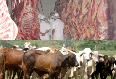 El Ministerio de Agricultura pretende usar recursos del FEP para exportar ganado en pie, algo que no convence a los frigoríficos. Foto: ciandinor.com - ica.gov.co fondo de estabilización de precios en la ganaderia, Cesiones y compensaciones para la exportación de ganado en pie Colombia, Cesiones y compensaciones para la exportación de ganado en pie Colombia Ministerio de Agricultura y Desarrollo Rural de Colombia, CONtexto ganadero, ganadería colombia
