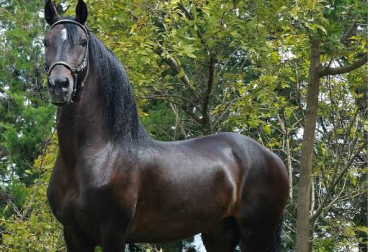 La Exposición Equina Grado A de Asdepaso es considerada la de más alto nivel del caballo criollo colombiano por el juzgamiento de sus andares. Foto: Agroexpo Agroexpo 2017, Salón Equino de Agroexpo 2017, CONtexto ganadero, ganadería Colombia