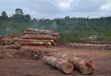 Deforestación en la Amazonía. Foto: 20minutos.es Ideam, deforestación en Colombia, deforestación en Colombia 2016, CONtexto ganadero, ganadería Colombia
