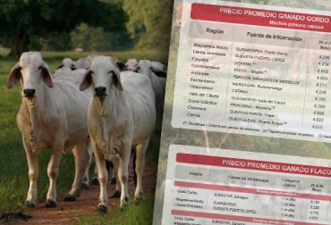Aunque inicialmente los valores no se vieron afectados por la enfermedad, la situación cambió tras el foco de Yacopí. Foto: CONtexto ganadero. Reducción precio ganado brote aftosa Colombia 2017, Brote de fiebre aftosa en Colombia 2017, brote de aftosa en arauca, brote de fiebre aftosa en Cundinamarca julio 2017, ganadería Magdalena medio, ganadería de la región Caribe, ganaderos región Caribe, Sucre, Bolívar, córdoba, aftosa Colombia 2017, ica colombia, ICA, CONtexto ganadero, ganadería colombia