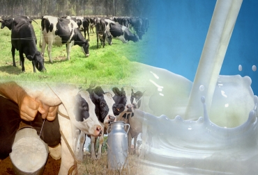 La situación actual requiere medidas de fondo y profundas que permitan salvar a miles de lecheros del país. Foto: CONtexto ganadero. leche, crisis lechera, Precio Leche excedentaria, precio competitivo de exportación, críticas de los ganaderos al Ministerio de Agricultura, Ministerio de Agricultura Precio Competitivo Exportación Leche, Proyecto resolución adición 017 de 2012, leche, lechería, precio de la leche, Ministerio de Agricultura, lechería Colombia, CONtexto ganadero, ganaderos colombia