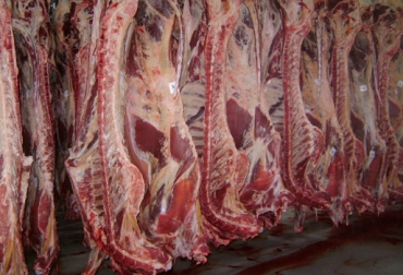 Mientras que en julio de 2016 se sacrificaron más de 11 mil 500 bovinos para exportar, en julio pasado apenas llegó a 3.965 cabezas. Foto: ica.gov.co Cifras sacrificio bovino exportación julio 2017, Cifras sacrificio bovino Colombia julio 2017, Cifras sacrificio bovino Colombia enero julio 2017, sacrificio legal de ganado DANE, Cifras DANE sacrificio, Reducción sacrificio legal bovino, baja sacrificio legal bovino Colombia, Cifras sacrificio bovino Colombia, sacrificio bovino Colombia 2017, sacrificio bovino Colombia fedegán, CONtexto ganadero, ganaderos colombia