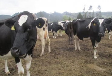 La Zona de contención ubica a Boyacá en una indeseable condición sanitaria a ojos del resto del país y del mundo, con todo lo que esto significa para el negocio ganadero hacia el futuro, advierte Víctor Manuel Fajardo B., presidente de Fabegán Colombia Fiebre aftosa 2017, ICA zona de contención de la FA, Víctor Manuel Fajardo Becerra presidente de Fabegán, Fabegán, ganaderos de Boyacá, Carta de Fabegán a Ministerio de Agricultura, fedegan, CONtexto ganadero, ganadería colombia, noticias ganaderas colombia