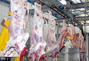Hasta julio de este año, se dejaron de fanear más de 190 mil animales en comparación con el mismo período de 2016. Foto: eluniversal.com.co Cifras sacrificio bovino Colombia julio 2017, Cifras sacrificio bovino Colombia enero julio 2017, sacrificio legal de ganado DANE, Cifras DANE sacrificio, Reducción sacrificio legal bovino, baja sacrificio legal bovino Colombia, Cifras sacrificio bovino Colombia, sacrificio bovino Colombia 2017, sacrificio bovino Colombia fedegán, CONtexto ganadero, ganaderos colombia