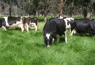 Los costos deben ser claros en el momento de determinar el valor de la leche o de su bovino, porque de estos depende la utilidad. Foto: CONtexto Ganadero. Costos, costos fijos, costos variables, gastos, amortizaciones, intereses, deudas, corto plazo, mediano plazo, largo plazo, claros, utilidad, ganadería, bovino, leche, CONtexto Ganadero, noticias de ganadería colombiana.