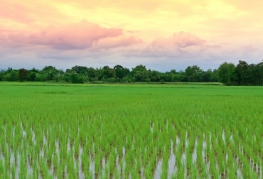 El conocimiento y experiencia de las dos compañías en semillas de maíz, protección de cultivos y pasturas tuvo una gran acogida entre los agricultores y ganaderos, quienes recibieron la guía de expertos para su aplicación en los cultivos y aprendieron nuevas formas de hacerlos más eficientes y sostenibles. Foto: Dow Química de Colombia