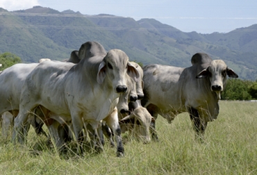 Los cebadores también se quejan por la fuerte alza de insumos. Foto: Fedegán Ganaderos ceba Colombia, Ganaderos ceba Colombia abril 2018, ganaderos ceba Colombia rentabilidad, precios de insumos agropecuarios Colombia, ganaderos afectados por altos costos de insumos, Gobierno indiferente ante altos costos de insumos, cebadores, ganaderos dedicados a la ceba, precios de la ganadería de ceba, precio de los animales, ganadería de carne, cría de ganado de carne, CONtexto ganadero, ganaderos colombia, noticias ganaderas colombia