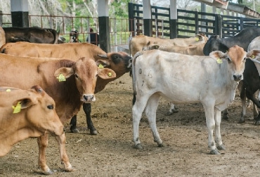Las exportaciones de carne bovina en 2017 fueron de 16 millones de kilos destacándose mercados como Jordania, Libia, Líbano y Kuwait. Foto: MADR Colombia, exportaciones de carne bovina, exportaciones de carne bovina en 2017, exportaciones de carne bovina por 16 millones de kilos, exportaciones a Jordania, Libia, Líbano y Kuwait., MADR, CONtexto ganadero, ganadería Colombia, Noticias ganaderas Colombia