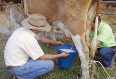 Los pequeños productores serían los primeros afectados si se llega a firmar un acuerdo con Nueva Zelanda que involucre al sector lácteo. Foto: Youtube.com TLC con Nueva Zelanda, impacto TLC con Nueva Zelanda, SECTOR LÁCTEO COLOMBIA, producción leche Colombia, Colombia Nueva Zelanda, Alianza del Pacífico, fedegan, Asoleche, Analac, Fedecoleche, CONtexto ganadero, ganadería colombia, noticias ganaderas colombia