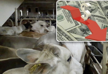 La caída del dólar en los últimos meses ha incidido negativamente en la exportación de bovinos y proteína roja. Foto: Concanaco-Servytur - elheraldo.co Exportaciones de carne bovina de Colombia en 2018, precio dólar Colombia, exportaciones de carne bovina, exportaciones de carne bovina en 2018, Expoganados Internacional, exportaciones de carne bovina por 16 millones de kilos, exportaciones a Jordania Libia Líbano Kuwait, CONtexto ganadero, ganadería Colombia, Noticias ganaderas Colombia