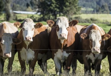 “Hicimos una depuración y enriquecimiento de la información genealógica de la raza Simmental”, dijo Filippo Rapaioli. Foto: asosimmental.org. Base genómica, Asosimmental, depuración genética, reducción del intervalo generacional, estimaciones genéticas, selección temprana de animales, marcadores moleculares, CONtexto Ganadero, noticias de ganadería colombiana.