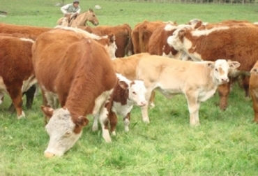 Nueva Zelanda han condicionado la firma del TLC a la inclusión de la leche, la carne y el azúcar, e igualmente, al ingreso inmediato con cero aranceles, dijo Javier Ardila Mateus, gerente de Analac. Foto: CONtexto ganadero Alianza del Pacífico, TLC con 4 países, excluir cadena láctea, no negociar leche con Nueva Zelanda, importaciones sin aranceles, gran comercializador mundial, competitivo, inversiones en Colombia, TLC de una sola vía, CONtexto ganadero, noticias de ganadería colombiana