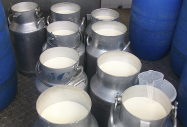 El acopio formal superó la cifra histórica de 300 millones de litros. Foto: CONtexto ganadero. Acopio formal leche Colombia mayo 2018, Acopio formal leche Colombia primer trimestre 2018, producción leche Colombia mayo 2018, producción leche Colombia 2018, acopio formal leche 2018, importaciones leche colombia noticias, importaciones de leche en polvo colombia, precio pagado al productor 2018, importaciones de leche en polvo tlc, CONtexto ganadero, ganaderos colombia, noticias ganaderas colombia