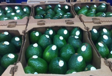 La OCDE señala que Es necesario reducir con el paso del tiempo y en cierto momento eliminar la ayuda remanente distorsionadora de la producción y del comercio vinculada directamente con el uso de insumos ‑ producto. Foto: tierrafertil.com.mx OCDE, Informe de Política agricola 2018, apoyo a los productores, apoyo a los productores distorcionan el comercio, recomendaciones de la OCDE Política agrícola, Ganadería, ganadería Colombia, noticias ganaderas, noticias ganaderas Colombia, Contexto ganadero