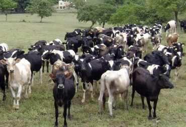 Ganaderos cuestionaron a los compañeros que emplean sustancias no autorizadas o no respetan los tiempos de retiro de antibióticos y anabólicos. Foto: Agrotiempo Antibióticos anabólicos ganadería Colombia, uso de antibióticos en ganadería, uso de anabólicos en ganadería, cómo emplear antibióticos en ganadería, exportaciones carne Colombia, uso medicamentos ganadería, CONtexto ganadero, ganaderos colombia, noticias ganaderas colombia