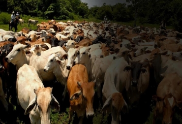 De acuerdo con la campaña de vacunación contra la fiebre aftosa ejecutada por la CNCL- y registradas por el ICA, en sólo dos años Colombia aumentó su hato bovino en 3.833.029, es decir en un 16.9 %. Foto: villanuevapuertadeorodelcasanare1.blogspot.com ICA, censo bovino 2018, Cuenta Nacional de Carne y Leche (CNCL), Brucelosis Bovina, Ganadería, Ganadería colombiana, noticias ganaderas, noticias ganaderas colombia, CONtexto ganadero