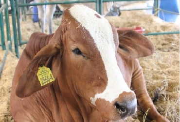 Trabajaremos de la mano con la Federación Colombiana de Ganaderos y los exportadores en la labor de diplomacia sanitaria con los principales países que reciben nuestra carne y animales en pie, explicó el ministro Valencia. Colombia, Fiebre aftosa, aftosa, Ministerio de agricultura y Desarrollo Rural, Ministro Valencia inicia diplomacia sanitaria, Colombia busca mantener la estabilidad en los mercados internacionales, mantener mercados abiertos para carne y ganado en pie, Rusia, Egipto, Líbano, Jordania, Emiratos Árabes, Principales destinos de la carne y ganado colombianos, foco de fiebre aftosa, foco de fiebre aftosa en Sogamoso - Boyacá, zona de contención, Organización Internacional de Sanidad Animal (OIE), Comportamiento