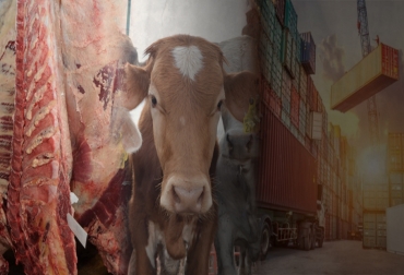 A pesar de los focos de aftosa, las exportaciones han crecido en los últimos 2 años. Foto: tierrafertil.com.mx - hacendadosrafaela.com.ar - joinnus.com Exportaciones de ganado en pie Colombia 2018, Exportaciones de carne bovina de Colombia en 2018, exportaciones ganado carne Colombia 2016 2018, histórico exportaciones de carne bovina y ganado de Colombia, exportaciones de carne bovina en 2018, exportaciones de carne bovina en julio 2018, exportaciones ganado Colombia, CONtexto ganadero, ganadería colombia, noticias ganaderas colombia