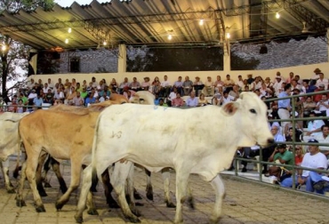 Ante los recientes focos de fiebre aftosa, los gerentes de las subastas hicieron un llamado a la calma y a evitar la especulación de precios. Foto: El Universal Subastas ganaderas especulación de precios Colombia octubre 2018, precio del ganado gordo en Colombia, campañas de fomento al consumo de carne, foco aftosa Colombia 2018, especulación precios ganado, precio ganado, precio ganado 2018, precio del ganado, precio del ganado en colombia, comercialización ganado Colombia, subasta de ganado en colombia, precio del ganado noviembre, Ganadería, ganadería colombia, noticias ganaderas, noticias ganaderas colombia, CONtexto ganadero