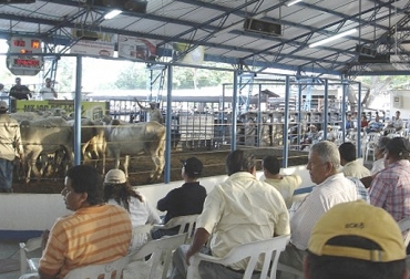 Los ganaderos sienten más confianza y seguridad cuando comercializan en subastas. Foto: m.eluniversal.com.co subastas, subastas ganaderas, subastas ganaderas Colombia, precios del ganado en Colombia, precios de ganado bovino, formalización sector ganadero, formalización ganaderos Colombia, comercialización ganado Colombia, subasta de ganado en colombia, Ganadería, ganadería colombia, noticias ganaderas, noticias ganaderas colombia, CONtexto ganadero