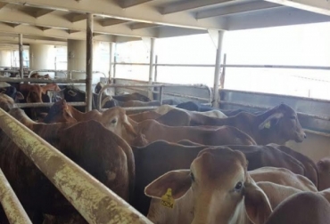 Colombia continuará enviando ganado en pie a Líbano y Jordania, importantes compradores de animales nacionales. Foto: Cortesía - Miguel Dulcey. ICA, exportación, ganado en pie, Jordania, Líbano, certificación sanitaria, control, Fiebre aftosa, mercados internacionales, relaciones comerciales, diplomacia sanitaria, Ganadería, ganadería colombia, noticias ganaderas colombia, CONtexto ganadero, Ministerio de Agricultura, ica colombia