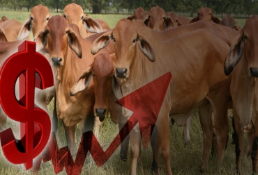 “Todos los productos que se usan para la ganadería bovina se han incrementado de precio, menos el ganado que es nuestro logro final”, dijo Julián Fonseca. Foto: CONtexto ganadero Precios del ganado, desplome, sin señales de reactivación, consecuencia del verano, sanidad animal, brotes de aftosa, Sucre comienza a reactivarse, disminución del consumo, Bolívar sin oferta, CONtexto ganadero, noticias de ganadería colombiana.