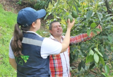 Los productores y exportadores cuentan con el ICA para el cumplimiento de las metas del Gobierno Nacional para el cuatrienio 2019-2022, que es el posicionamiento definitivo de nuestra fruta en ese mercado y el mejor aprovechamiento comercial, señaló Deyanira Barrero León, gerente general del ICA. Foto: ica.gov.co Colombia, aguacate Hass, exportaciones de aguacate hass, Estados Unidos, “Como aumentar las exportaciones de aguacate Hass a los Estados Unidos”, Deyanira Barrero León, Diplomacia Sanitaria, Pacific Fruits, Rodolfo Ahumada, Jorge Enrique Restrepo, director ejecutivo de CORPOHASS, vigilancia del ICA, Ganadería, ganadería colombiana, noticias ganaderas, noticias ganaderas Colombia, CONtexto ganadero