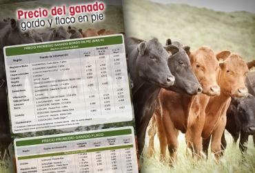 Así se comportó el precio de los animales en pie durante la semana que concluyó. Foto: CONtexto ganadero. Precio del ganado, precio del ganado en colombia, ganado colombia, precio ganado gordo, precio ganado flaco, precio hembras, precio bovinos, precio bovinos colombia, bolsa mercantil de colombia, subastas, subastas colombia, asosubastas, ganadería, ganadería colombia, noticias ganaderas, noticias ganaderas colombia, contexto ganadero,