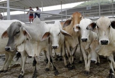 Este año el total de bovinos sacrificados legalmente apenas ha subido en 48 mil cabezas con respecto al 2017. Foto: vanguardia.com Cifras sacrificio bovino Colombia octubre 2018, Cifras sacrificio bovino Colombia primer semestre 2018, Reducción sacrificio legal bovino, baja sacrificio legal bovino Colombia, Cifras sacrificio bovino Colombia, sacrificio bovino Colombia 2018, sacrificio bovino Colombia 2017, sacrificio bovino Colombia fedegán, CONtexto ganadero, ganaderos colombia, noticias ganaderas colombia