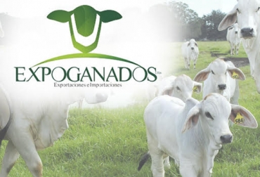 “Tenemos ganado en inventario debidamente cuidado y alimentado y nos encontramos en espera de las autorizaciones de embarque de los países”, puntualizó Dulcey. Foto: expoganadosinternacional.com Expoganados Internacional, duplicaría exportaciones de ganado en pie, camino hacia Irak, autorizaciones de Egipto y Jordania, ganado en inventario, CONtexto ganadero, noticias de ganadería colombiana.