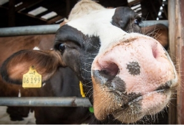 La mejora de la alimentación, de su calidad de vida y la posibilidad de elegir «a la carta» los machos para mejorar genéticamente las futuras reses, hacen posible extraer más litros al día, advierte Carolina García. Foto: edairynews.com/es España, Asturias, leche, reconversión láctea, renovarse, invertir, implementar genética, egión tiene ahora menos granjas, menos vacas lecheras, contexto ganadero, noticias ganaderas, vacas