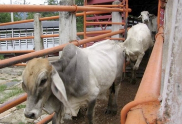 Fenómenos con la aplicación del decreto 1500, el abigeato o el contrabando de carne afectaron los resultados de degüello formal en 2018. Foto: Vanguardia Liberal sacrificio colombia, sacrificio 2018 Colombia, sacrificio reses Colombia, Cifras sacrificio bovino Colombia diciembre 2018, Cifras sacrificio bovino Colombia 2018, Reducción sacrificio legal bovino, baja sacrificio legal bovino Colombia, Cifras sacrificio bovino Colombia, sacrificio bovino Colombia 2018, sacrificio bovino Colombia 2017, sacrificio bovino Colombia fedegán, sacrificio clandestino, faneamiento Colombia, CONtexto ganadero, ganaderos colombia, noticias ganaderas colombia