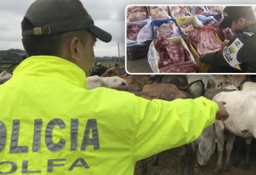 “El CIIIP decomisó 128 toneladas de carne en canal cuyo valor calculó en $ 1.380 millones”, dijo Juan Carlos Buitrago. Foto: ATL Innovacion - Diario del Cauca Aprehensión de ganado bovino, decomiso de carne en canal, confiscación de productos perecederos, lucha contra el contrabando, desarticulación de bandas criminales, Institucionalidad unidad contra la ilegalidad, CIIIP, Polfa, Contexto ganadero, noticias de ganadería colombiana.