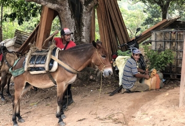 El proceso planteado de fortalecimiento incluye actualización tecnológica a productores y asistentes técnicos, señaló Julio Ramírez, jefe del departamento de semillas de Agrosavia. Foto: Agrosavia Colombia, entresa de semillas para la paz, agrosavia, entrega de semillas de aguacate, guayaba, caña de azúcar para panela, frijol, arroz y maíz, recibieron productores de los municipios de San José de Guaviare (Guaviare) y Cáceres (Antioquia), CONtexto ganadero, noticias ganaderas, noticias ganaderas de colombia, agropecuario