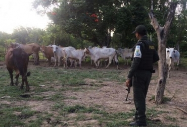 Cabezas de ganado y carne, se encuentran entre los productos decomisados por el CIIIP. Foto: ICA Colombia, contrabando, contrabando de productos agropecuarios, CIIIP incautó más de $37 millones en productos agropecuarios, decomisan decomisaron arroz, cabezas de ganado bovino, aguacate y carne, Contexto ganadero, noticias ganaderas, contrabando
