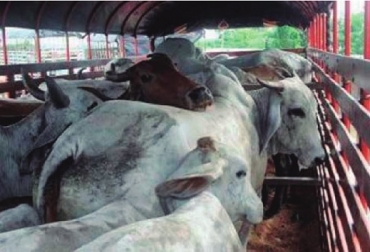 El transporte de animales por largos trayectos en condiciones precarias, es un riesgo sanitario y afecta la calidad y costo de la carne. Foto: Fedegán Fedegán, Ganadería colombiana: Hoja de ruta 2018 – 2022’, 5 imperfecciones estructurales de la cadena cárnica colombiana, Contexto ganadero, noticias ganaderas, bovinos, economía